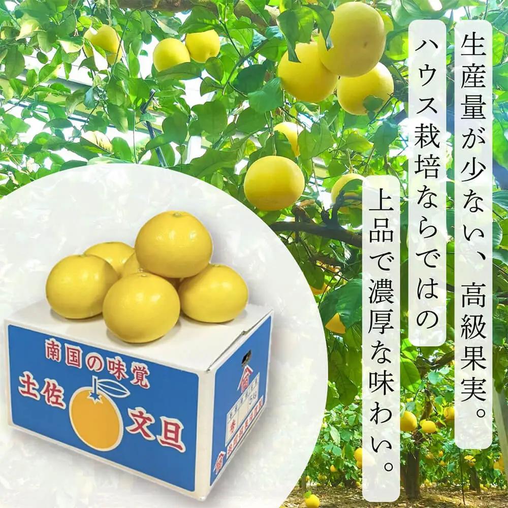 【先行予約】【訳あり】温室土佐文旦 家庭用 約5kg （8?12玉） 高知県土佐市 【土佐文旦の藤岡】 [BQBJ005]