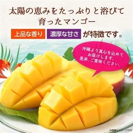 【2026年6月から順次発送・訳あり】アップルマンゴー1.5kg(3～6玉)【配送不可地域：離島】【1494040】