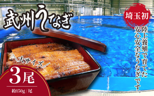 武州うなぎ 国産うなぎ蒲焼 3尾 大サイズ 冷凍真空パック（約450g）【埼玉県 東松山市 母の日 鰻 父の日ウナギ 大容量 誕生日プレゼント 鰻の蒲焼き 特選品 美味しいお取り寄せ 贈り物 グルメ 旬 おすすめ 国産 大きいサイズ 選べる 家庭用 ギフト 冷凍真空パック レンジ 御歳暮 お歳暮 贈り物 土用の丑 お祝い 】