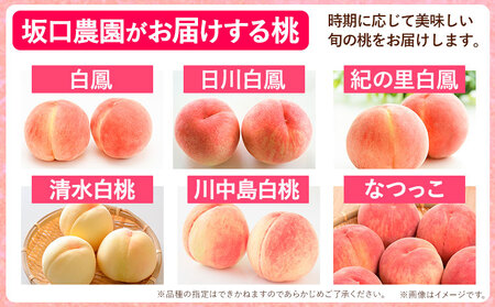 桃 あら川の桃 訳あり 約2kg 坂口農園《2025年6月下旬-8月下旬頃より出荷予定》｜桃桃桃桃モモ