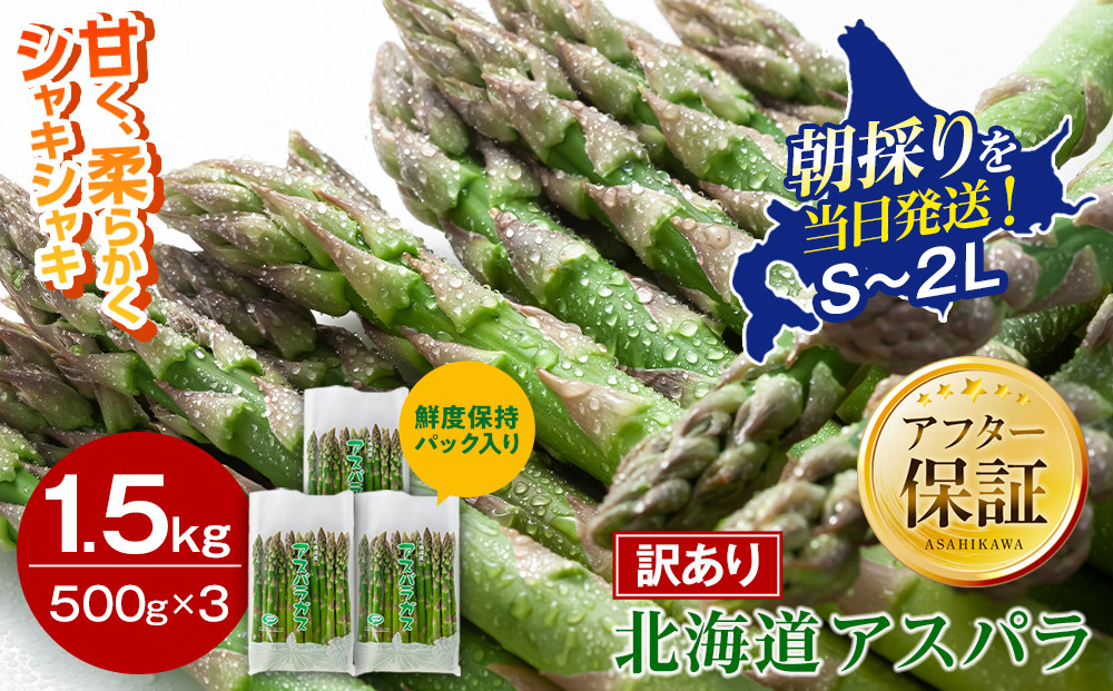 【2027年先行予約】【訳あり】露地物朝採りアスパラ 1.5kg（500g×3）鮮度保持フィルム入り（5月中旬発送開始予定）【 アスパラ アスパラガス 朝採り とれたて 野菜 旬 小分け 保存 産直 産地直送 お取り寄せ 旭川市 北海道 】_01589