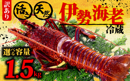 【 伊勢海老 】 伊勢海老1.5kg