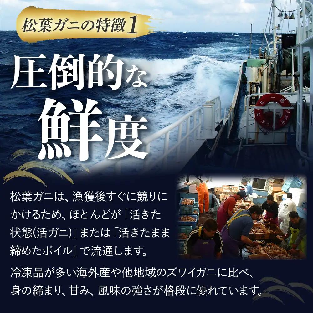 【先行予約】【魚倉】タグ付き ボイル 松葉ガニ （特大950g） かに 蟹 カニ