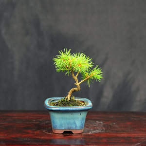 赤石の泉 赤石 五葉松（鉢植え） F-128【現品限り】【配送地限定】