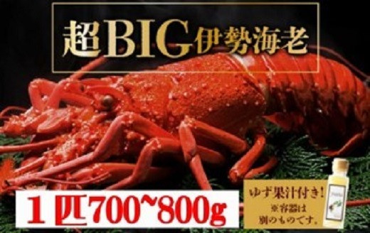 
超BIG伊勢海老＜1匹＞1000匹に1匹レベル！【冷凍】刺身OK 国産 東洋町産 天然 新鮮 海鮮 四国 お取り寄せ お祝い 記念日 贈り物 送料無料 生 S241
