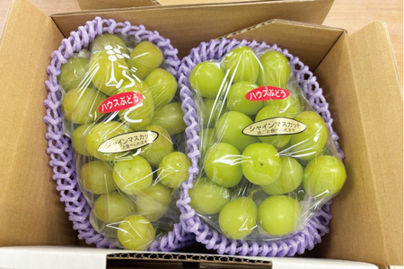 【先行予約】【期間限定】シャインマスカット２房【茨城県共通返礼品/石岡市】【農家直送 果物 甘い 糖度 人気 フルーツ 葡萄 ぶどう ブドウ マスカット 種なし 減農薬 安全 安心 厳選 茨城県】（K