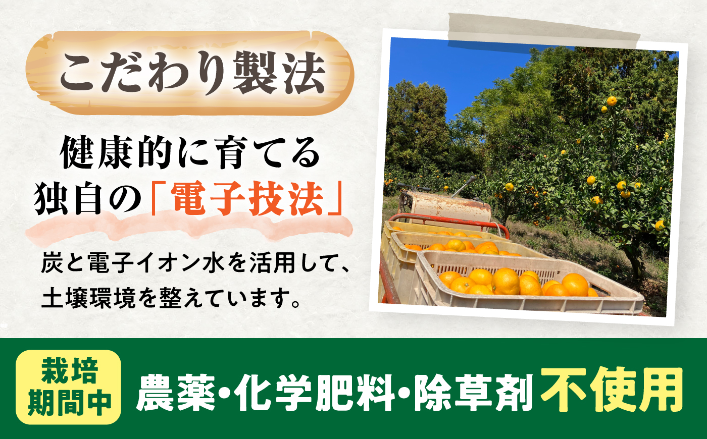 みかん 訳あり 愛果28号 サイズ不揃い 約5kg 約25玉【12月上旬から12月下旬まで順次発送】/ フルーツ 果物 蜜柑 ミカン オレンジ 訳あり 訳アリ 小玉 甘い 先行予約 5kg 愛媛 / 