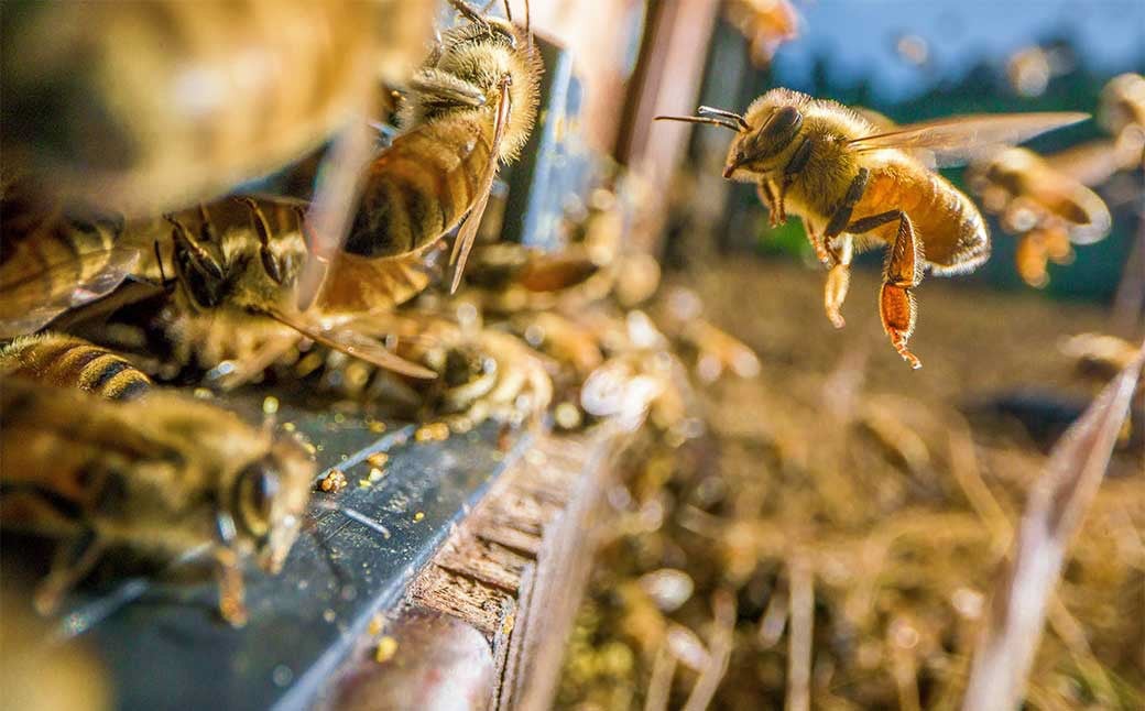 九華はちみつ アカシアボトルセット 300g×2本 計600g