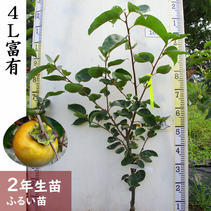 【ふるさと納税】＜すだ農園＞2年生 苗木 ◇ カキ (甘柿) 4L富有(ふゆう)[ふるい苗 2024年] ※北海道・沖縄・離島への配送不可 ※2025年11月中旬～2026年3月末頃に順次発送いたします ☆月間MVPふるさと納税賞 第1号（2020年10月）・SDGs未来都市亀岡