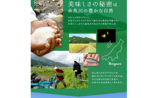 【2026年12月初回発送】令和8年産新米予約【定期便】プロが認めたうまい米『こしいぶき』定期便5㎏×3回 計15㎏ 新潟県糸魚川産 農家直送 おいしいお米をお届けします 2026年産 毎月お届け【米