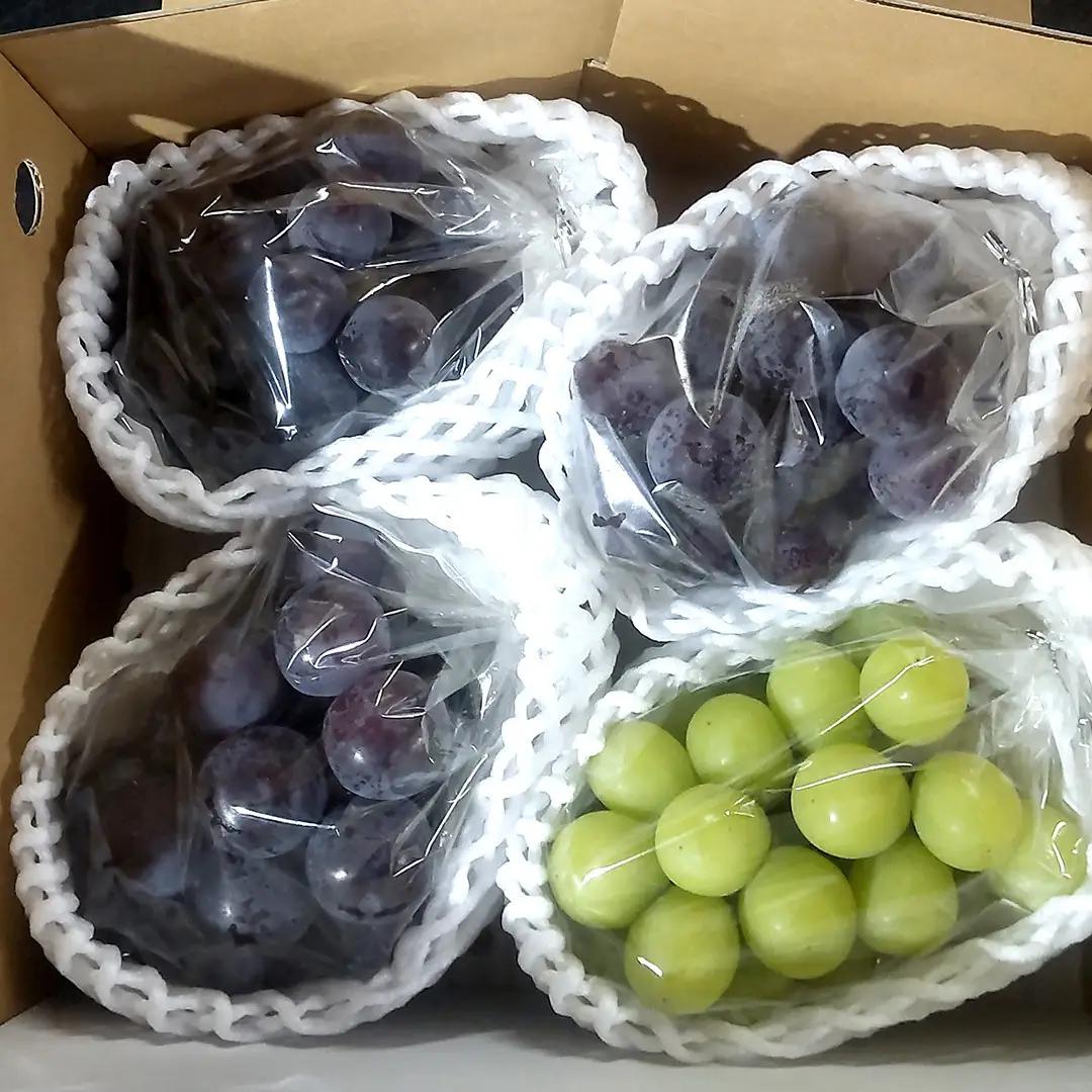 ≪ 種なし ≫ シャインマスカット ・ ピオーネ ・ 藤稔 約 1.6kg 計 3～4房 [ぶどう満喫BOX] (茨城県共通返礼品:かすみがうら市) 2026年 マスカット ぶどう 葡萄 ブドウ フル