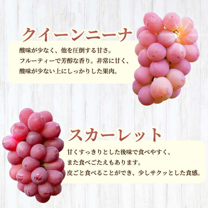 【先行受付】厳選！旬のぶどう詰め合わせ約2kg（4～5房） 2025年9月上旬から順次発送 種なし シャインマスカット 品種 農園おまかせ ピオーネ BKシードレス 安芸クイーン クイーンニーナ スカ
