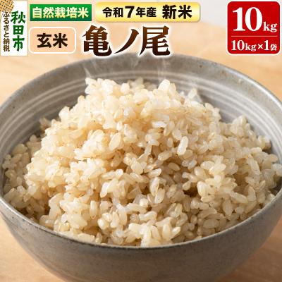 ふるさと納税 秋田市 新米 受付 令和7年産 自然栽培米 亀ノ尾 玄米10kg|15_myn-4x1001g