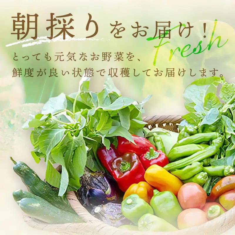 【6回定期便】＜てんとうむしばたけ＞オーガニック野菜セット　有機野菜6～7種(2人用) 京都直送 野菜 詰め合わせ 野菜セット 国産 京都産 ふるさと納税 野菜
