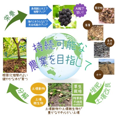岡山　花笑み農園のブドウ『園主おすすめシャイン親子セット』1kg(2房)　2M-1SR【配送不可地域：離島・北海道・沖縄県】