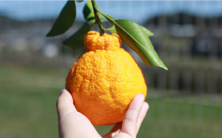 デコポン 糖度13〜15度！ハウス木成完熟 デコポン （ 不知火 ）約3kg＜原口果樹園＞ [CCW005] 長崎 西海 柑橘 みかん ミカン デコポン でこぽん 不知火 みかん ミカン デコポン で