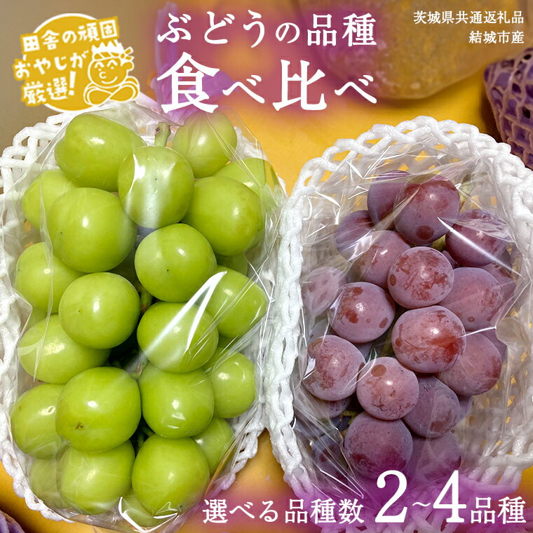 【ふるさと納税】＼ 選べる品種数 ／ ぶどう 食べ比べ （各1房ずつ） 【8月より発送開始】 （茨城県共通返礼品 [ぶどう]：結城市産） ブドウ 葡萄 果物 フルーツ 茨城県産