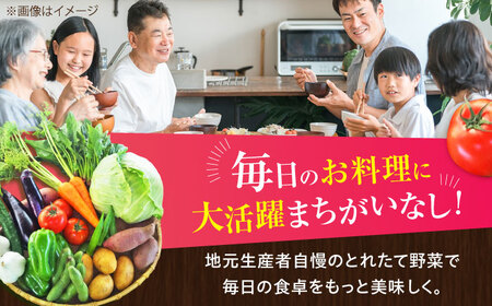 【全6回定期便】【数量限定】旬の 野菜 セット (約3㎏/野菜7-8品程度) / 野菜 新鮮 旬 詰合せ セット 熊本県 菊陽町 特産品 【有限会社さんふれあ】[BHAK025]