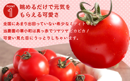 じっくり旨味を蓄えた思わず笑顔が溢れる フルーティートマト 1kg 【とまと ミディトマト 中玉トマト 野菜 やさい 新鮮 生食 アレンジ ジャム トマトソース サラダ 産地直送 国産】 [A-162