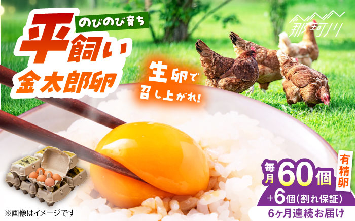 
            【全6回定期便】【TVで紹介！】鮮度ＡＡ級の世界最高ランク！ 金太郎卵 平飼い 卵 60個（6個入り✕10パック）＜有限会社 フジノ香花園＞那珂川市 卵 金太郎卵 平飼い卵 平飼い 卵 たまご[GAM012]
          