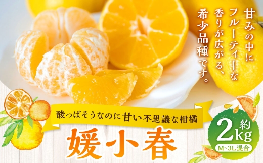 【 酸っぱそうなのに甘い不思議な柑橘 】 媛小春 約2kg みかん ミカン 柑橘 柑橘系 柑橘類 くだもの 果物 フルーツ 果実 果汁 果肉 国産 愛媛県産 薄皮 【 2027年1月下旬‐3月下旬発送予定 】 ( 1084 )