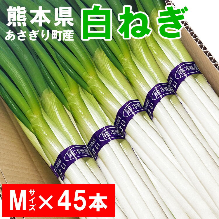 【ふるさと納税】熊本県あさぎり町産　白ねぎ「球磨美人」Mサイズ×45本 　お届け時期：2025年8月上旬より順次発送【白葱/白ネギ/長ねぎ/長葱/長ネギ】