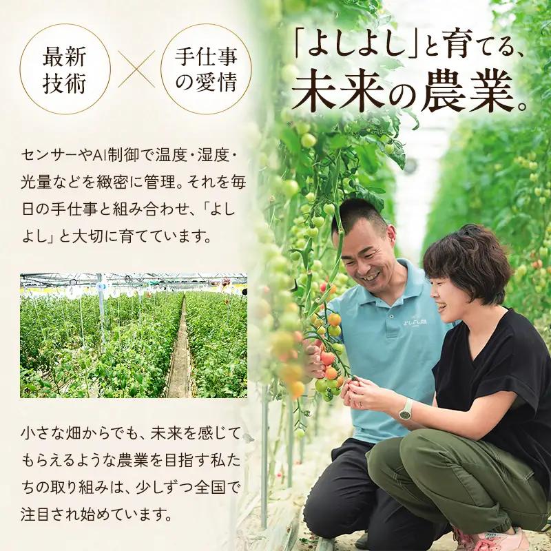 トマト よしよし畑 中玉トマト 最旬お届け トマト【800g～1kg】【定期便3ヶ月】