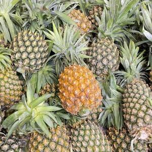 【2026年7月上旬より順次発送】道の駅の局長が厳選した「スナックパイン」約2kg(3玉～6玉)【配送不可地域：離島】【1676720】