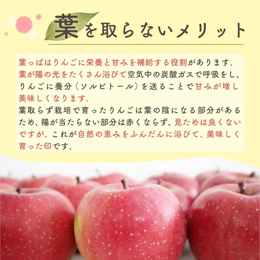 【2027年3月上旬発送】りんご 葉取らずサンふじ 10kg 程度 青森りんご