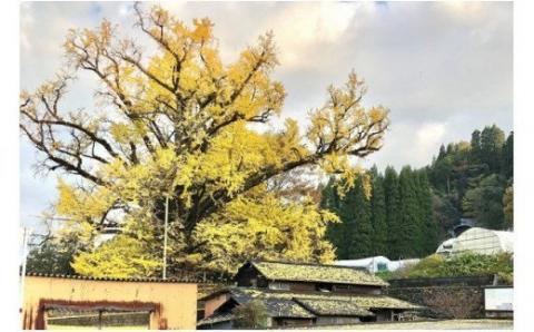 【小国町森林組合】阿蘇小国杉 小国杉 天然木 木製 トイ おもちゃ 木のおもちゃ お子様 お孫様 誕生祝 贈り物 ギフト プレゼント 大イチョウ ちちこぶコロコロ 阿蘇小国杉のくらし