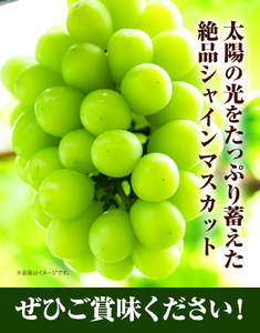 H-29　岡山県産シャインマスカット（晴王）（1房580g以上　2房入り）（令和6年産先行受付）【配送不可地域あり】 ｜ シャインマスカットマスカットぶどう葡萄シャインマスカットマスカットぶどう葡萄シ