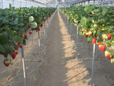 ［先行予約］いちご（まりひめ）　1パック(11粒入り）×4パック　ゆりかーご包装  ［2026年3月中旬から4月中旬にお届け予定］tagfam004