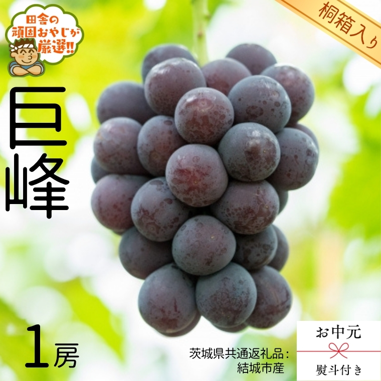 【 お中元 熨斗 付 】【 桐箱入り 】巨峰1房  【2026年8月より発送開始】（茨城県共通返礼品 [ぶどう]：結城市産） 巨峰 ぶどう 果物 フルーツ 季節 旬 [BI402-NT]