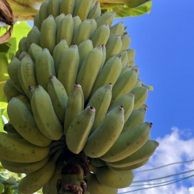 ふるさと納税 本部町 【2026年収穫・農園直送】あなたの木から届く!本部町産アップルバナナ オーナー制度 |  | 01