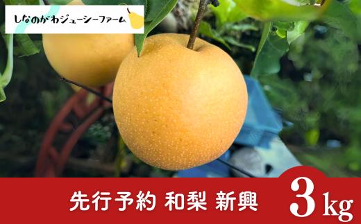 [2026年産先行予約] 和梨 新興 約3kg 令和8年度 新潟県 三条市産 梨 [しなのがわジューシーファーム]【010S492】