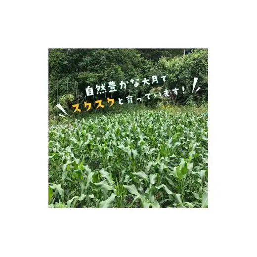 【2026年収穫分先行予約】富士山の白いトウモロコシ　5本
