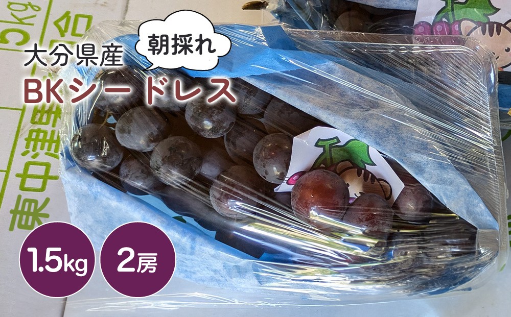 
            BKシードレス 約 1.5kg ( 2房 ) | いわき農園 葡萄 ぶどう ブドウ 新鮮 産地直送 果物 くだもの フルーツ 朝採れ 大分県産 九州産 大分県 中津市
          