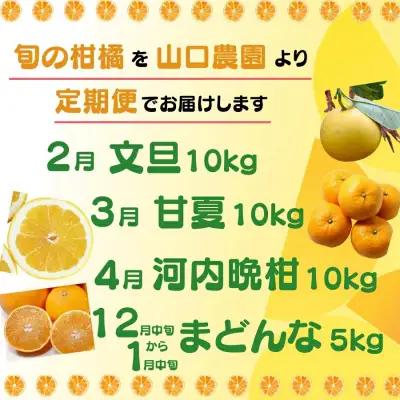  年 4回 訳あり 定期便 旬の柑橘 愛媛県 愛南町 定期便 （ まどんな ・ 文旦 ・ 甘夏 ・ 河内晩柑 ） 60,000円 四季 の 味覚 を 満喫 フルーツ サブスク 産地直送 農家直送 旬 