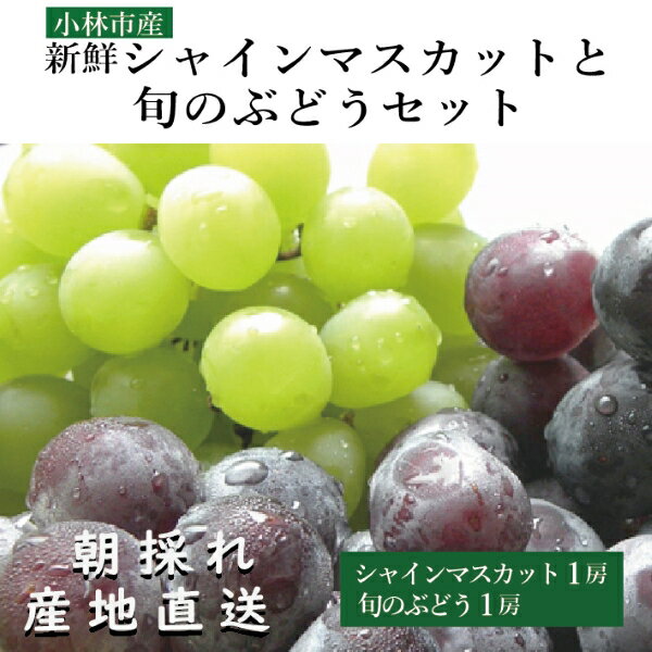【ふるさと納税】【産直もぎたて】新鮮シャインマスカットと旬のぶどうセット（果実 くだもの フルーツ ブドウ マスカット人気 限定 小林市）