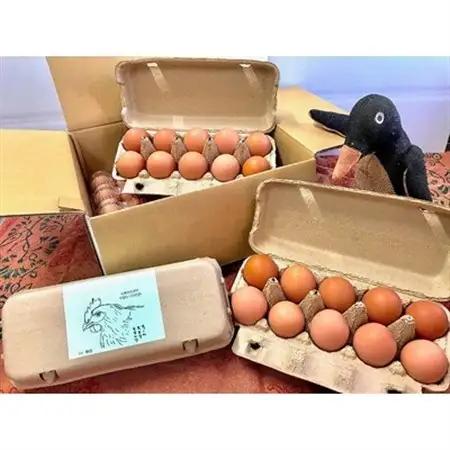 【毎月定期便】ファームモチツモタレツの平飼い自然有精卵30個 全3回_卵・乳製品 卵  たまご タマゴ 玉子  定期便 定期便  _【配送不可地域：離島】【4011950】