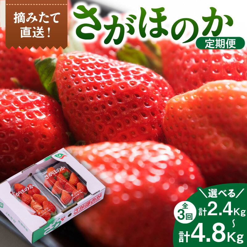 【ふるさと納税】佐賀産「さがほのか」定期便【全3回】＜内容量が選べる／ 彩りセット・満喫セット＞ 【 果物 フルーツ いちご 苺 先行予約 ふるさと納税 果物 】