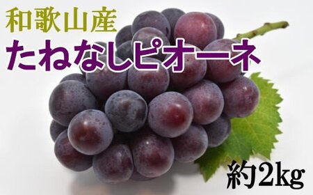 巨峰 先行予約 ぶどう ピオーネ / 【新鮮・産直】和歌山かつらぎ町産たねなしピオーネ約2kg　2025年8月中旬～2025年9月下旬頃順次発送【tec500A】