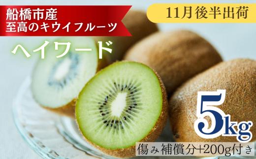 【11月後半発送分】船橋産キウイフルーツ5.2kg未追熟バラ詰め【傷み補償分約200g込み】