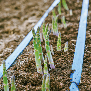 ＜季節限定＞有機JASアスパラガス(約1kg・2L～極太) 【先行予約受付中・2026年4月中旬から順次発送】期間限定 アスパラ グリーンアスパラ 旬 野菜 【イナゾーファーム】【B7100】