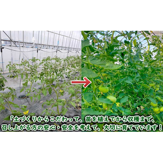 ◆2025年7月から順次出荷◆ farmユメソラ 大玉 トマト 約4kg_イメージ4