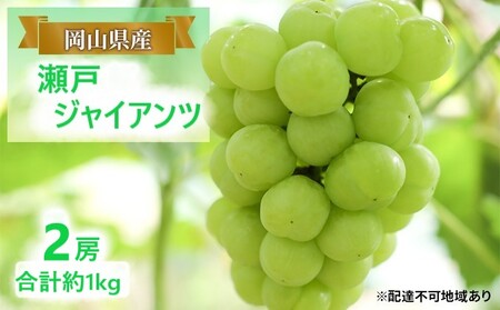 ぶどう 【2026年 早期受付】 瀬戸ジャイアンツ 2房 合計約1kg 岡山県産 ぶどう