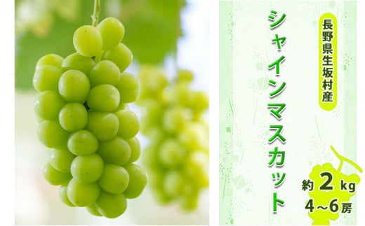 【2026年先行予約】シャインマスカット 約1.7kg～2kg（4～6房入り）種なし ぶどう 信州直送 | 長野県産 ブドウ 種無し 葡萄 | 令和8年9月上旬～下旬頃順次発送予定 | 長野県 生坂村 [小さな果樹園 ぷてぃ・べるじぇ]