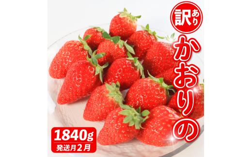 《2月発送》 先行予約 訳あり いちご かおりの 選べる容量 1840g 苺 ストロベリー 果物 フルーツ ケーキ ゼリー ジュース アイス シャーベット チョコ フルーツサンド いちご大福 大福 洋菓子 和菓子 スイーツ デザート ジャム 不揃い 規格外 家庭用 甘い 人気 おすすめ お取り寄せ グルメ 徳島県 阿波市 Berry Mate Farm