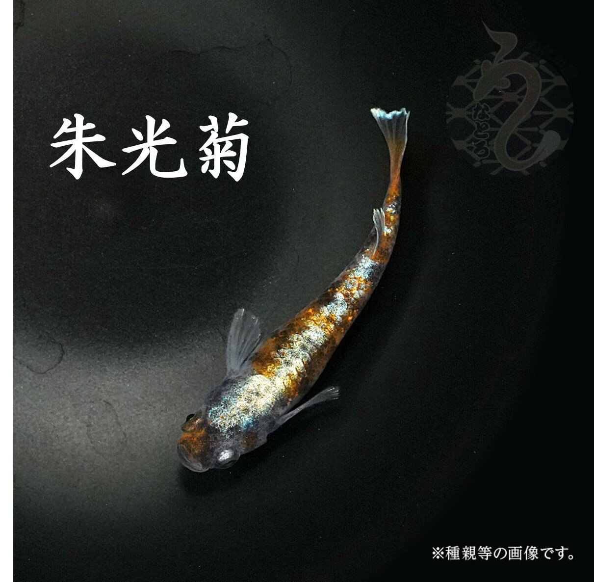 【ふるさと納税】0060-003～0200-002 メダカ「朱光菊（Aクラス）」（1～3ペア）