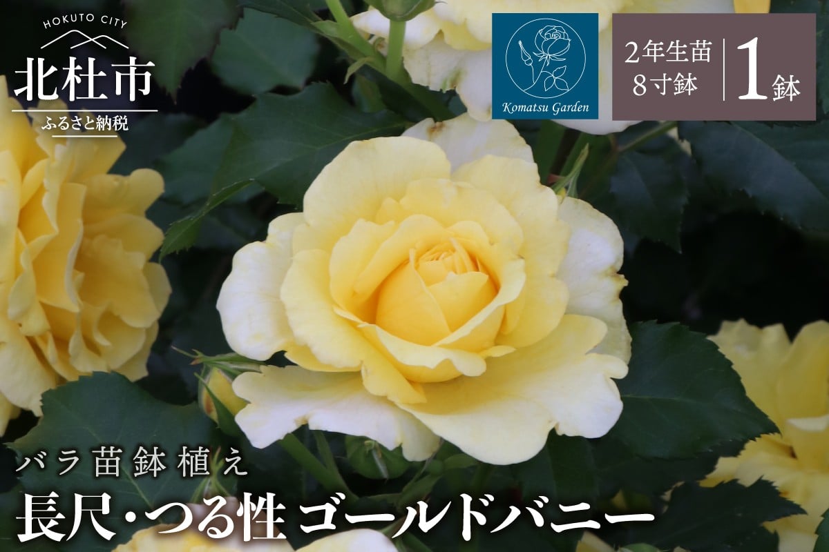 
                  バラ苗鉢植え「長尺・つる性ゴールドバニー」　 バラ苗1鉢 ノイバラ台木 花 長尺 つるバラ 丸弁カップ咲き 返り咲き 微香8寸鉢 2年生苗 ガーデニング 初心者 母の日 父の日 誕生日 新築祝い 記念樹 育て方ガイド同梱 コマツガーデン
                